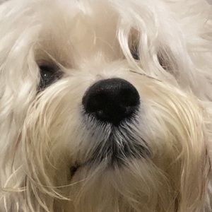 Meet your Posher, Mario